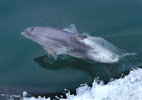 Free Images : sea, water, nature, ocean, underwater, swimming, calf, humpback whale, mammals ...