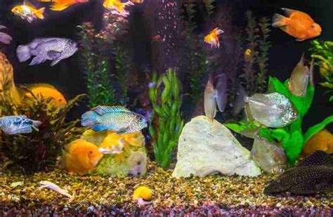 How To Prepare Rocks For An Aquarium - All You Need To Know