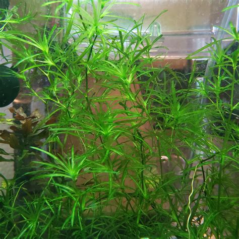 Guppy Grass | Easy Live Aquarium Plants | Windy City Aquariums