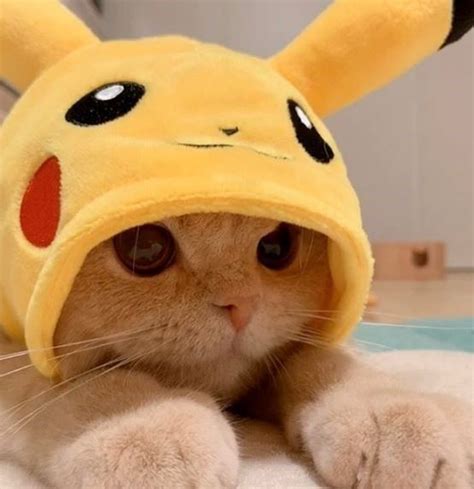 Cat Dressed As Pikachu Is Charming As Heck | Hayvan, Komik hayvan fotoğrafları, Komik hayvan