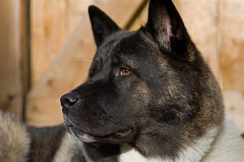 Dog Man – The Savior of Japan’s Akitas | A Traveler's Library