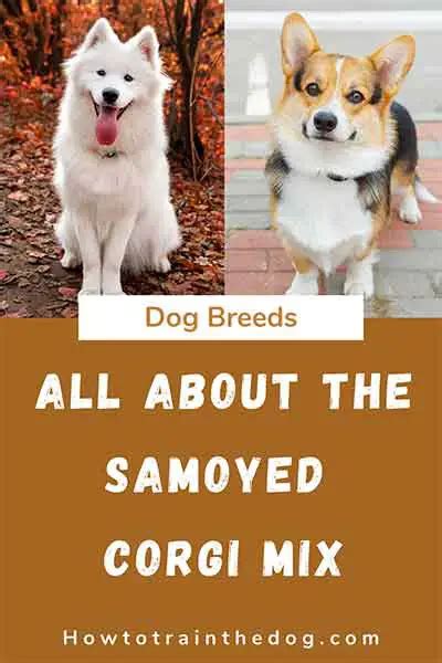 All About The Samoyed Corgi Mix (Corgoyed) With Pictures