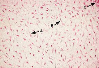 Dental Pulp Histology