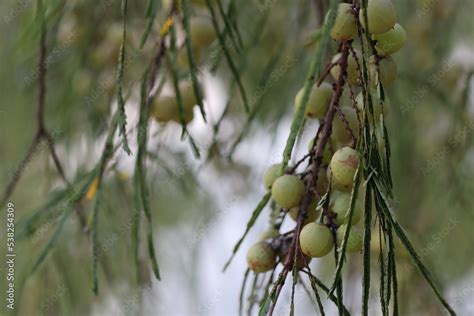 Phyllanthus emblica (Emblic myrablan, Malacca tree, Indian gooseberry, Amla, Amalaka); dense ...