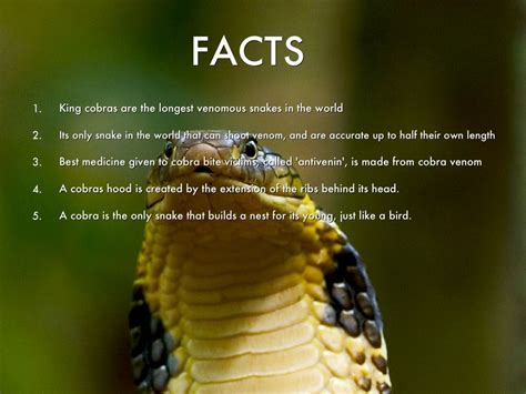 king cobra facts and pic | King cobra, Cobra, Habitat project