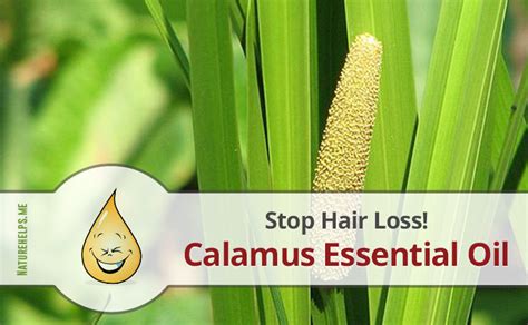 Calamus Essential Oil. Description, Benefits & Uses