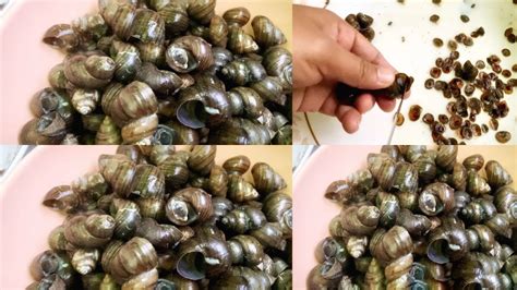 Periwinkle Snail Recipe || Naga Kitchen - YouTube