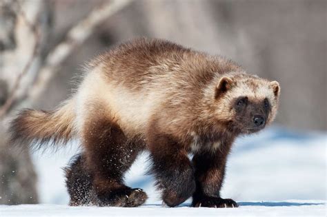 Wolverine animal, Animals, Wolverine