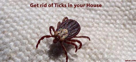 Get Rid of Ticks in Your House | Sehat