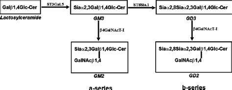 Simplified representation of ganglioside structure and biosynthesis.... | Download Scientific ...