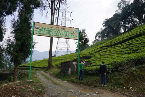 There's More to Darjeeling Tea Than Darjeeling – In Pursuit of Tea