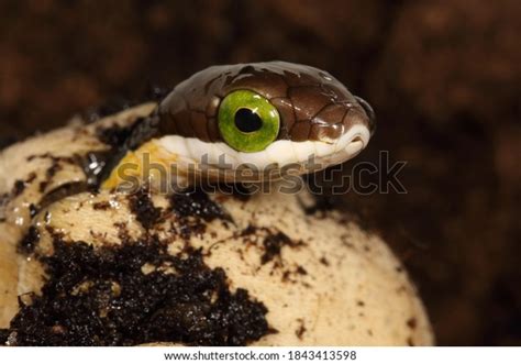 847 Snakes Hatching Images, Stock Photos & Vectors | Shutterstock