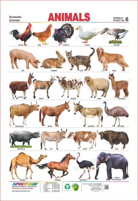 Domestic Animals Chart 766 Animal Pictures For Kids, Wild Animals Pictures, Animals Images ...