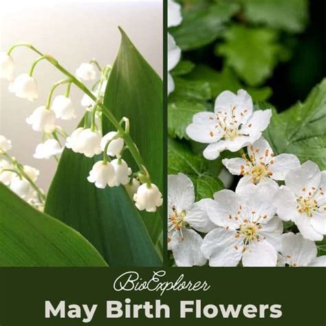 May Birth Flowers | Lily of the Valley and Hawthorn | Meaning & Symbolism