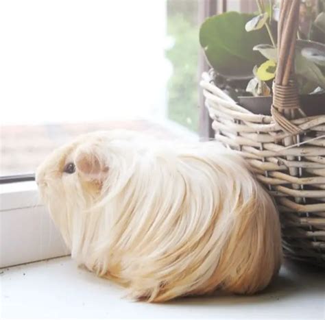 Everything you need to know about the Silkie Guinea Pig - Get Petbox