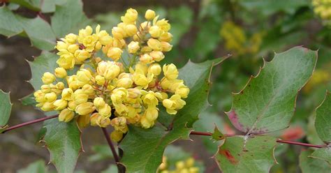 Thieves uprooting Oregon's state flower