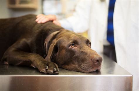 How to Treat Anemia in Dogs