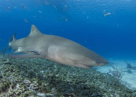 The Remarkable Lemon Shark: Gentle Giants of The Sea