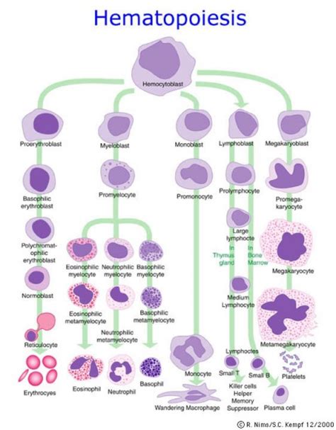 Hematopoiesis (The Formation of Blood Cells) | Medical Laboratories