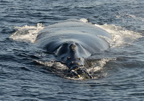 North Pacific Right Whale – Whales and Dolphins BC