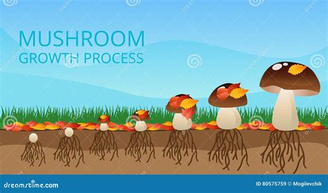 Mushroom Growth Process Infographics Cartoon Vector | CartoonDealer.com ...