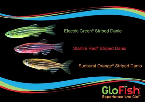 17 Best images about Meet GloFish® on Pinterest | Party rock, Aubrey o'day and Pets