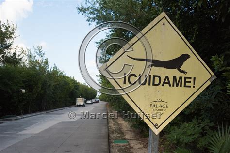 Marcel Huijser Photography | Road ecology blog: Wildlife warning sign for lizards (Iguanas ...