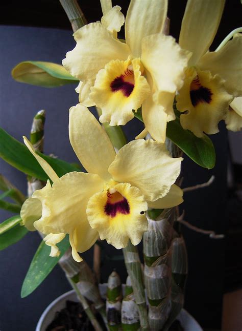 File:Dendrobium nobile hybrid.jpg - Wikimedia Commons