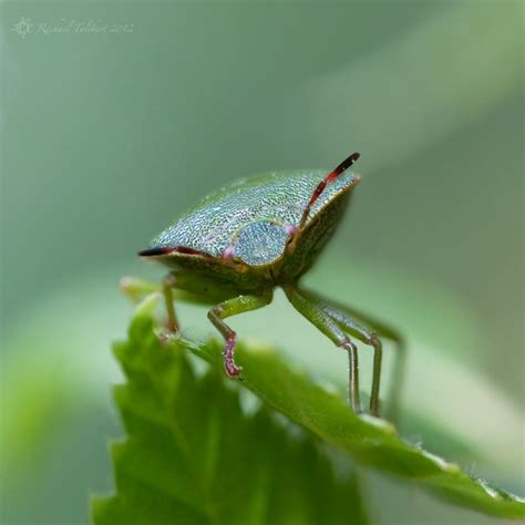 Green shield bug | Focused Moments