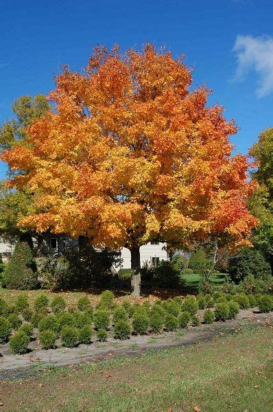 fall fiesta sugar maple tree | Shade trees, Nature tree, Bushes & shrubs