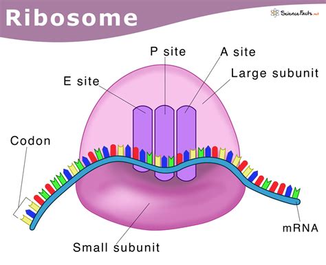 Top 73+ sketch of ribosomes super hot - seven.edu.vn