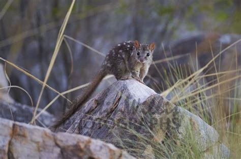 Buy Northern Quoll Image Online - Print & Canvas Photos - Martin Willis ...