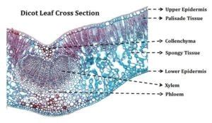 TS of Dicot Leaf | EasyBiologyClass