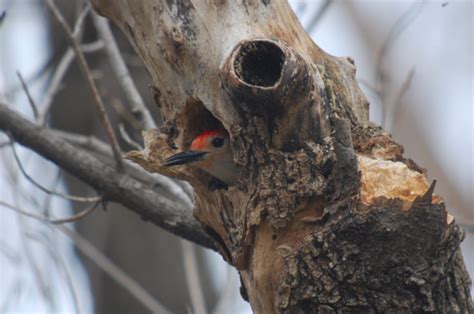 Red-bellied Woodpecker Excavating Nest Hole — Birdchick