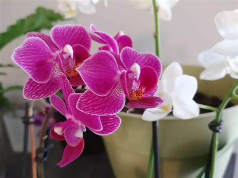 How to Properly Care for an Orchid After Flowering - The Practical Planter