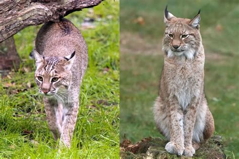 What Is Difference Between Bobcat And Lynx - Ideas of Europedias