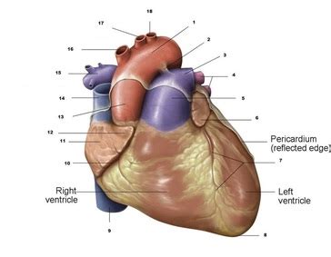 Anterior interventricular sulcus - Definition, Location, Function and ...