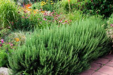 Slug repellent plants: 8 plants that slugs won't eat | Homes & Gardens