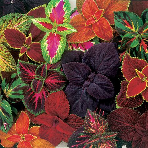 12 COLEUS GIANT EXHIBITION Mix / Perennial Annual Outdoor or - Etsy