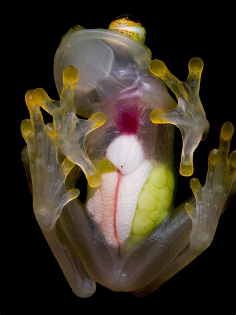 Through the Glass: Uncovering the Secrets of Glass Frogs | by Circular ...