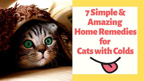 7 Simple & Amazing Home Remedies for Cats with Colds - YouTube