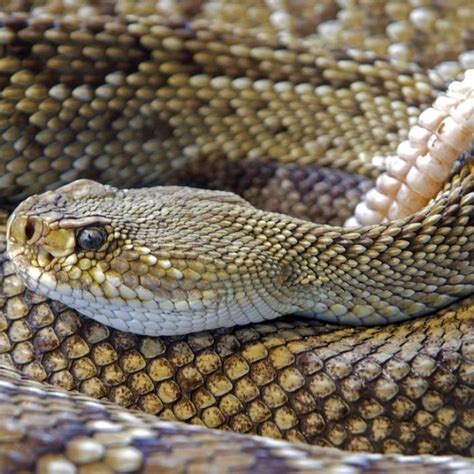 Cadera blanco Problema información sobre la serpiente cascabel Un evento infinito marxismo