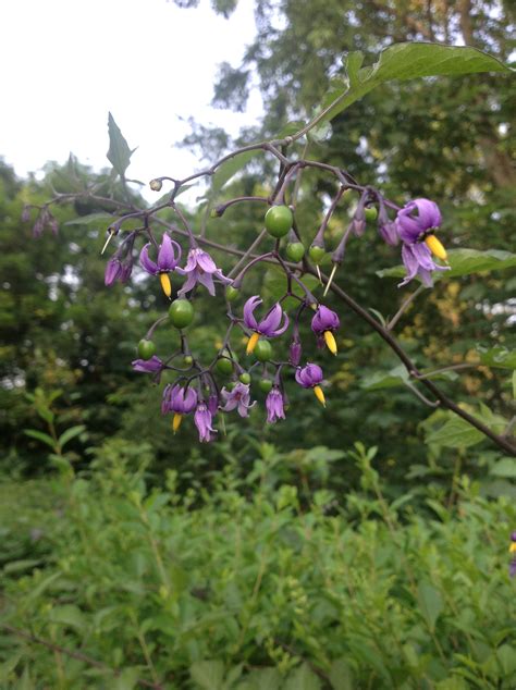 Deadly Nightshade | New England Wildlife Center