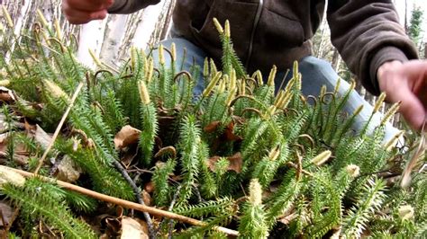 Flaming stiff club-moss spores - YouTube