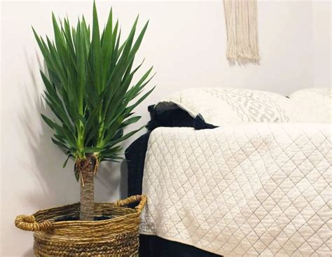 How to Care for Yucca Plant Indoors - Bark and Chase