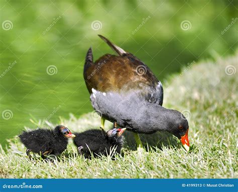 Common Moorhen and chicks stock image. Image of profile - 4199313