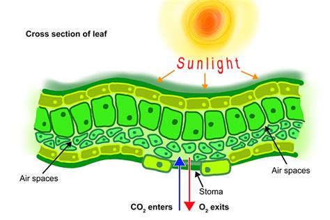 Diffusion in biology explains how minerals leave/enter cells