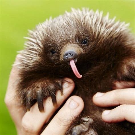 Echidnas' tongues are spiny to help them catch and break down their prey. Echdnas also don't ...