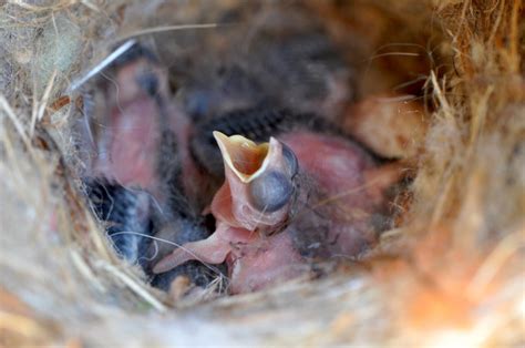 Baby Birds Feeding In Nest