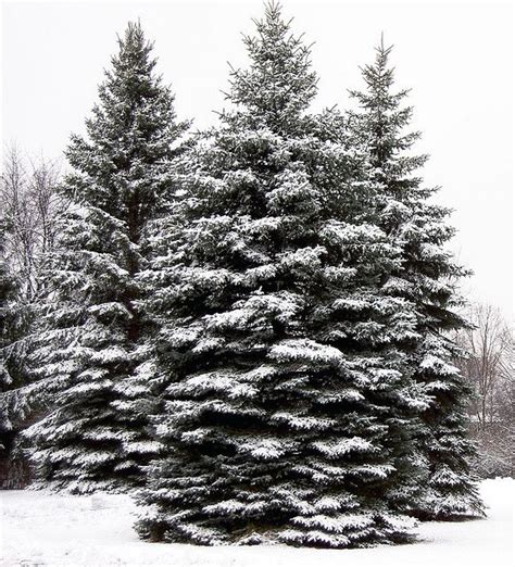 Evergreens in Snow 2 | Tree photography, Winter scenes, Winter landscape